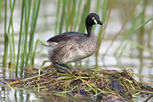 Tachybaptus: Australasian Grebe on its nest