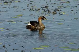 Tachybaptus: Australasian Grebes
