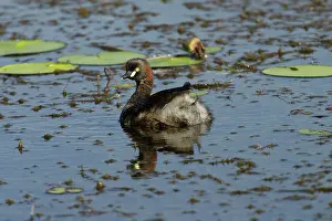 Tachybaptus: Australasian Grebes