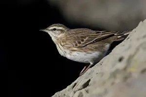 Anthus: Australasian / New Zealand Pipit