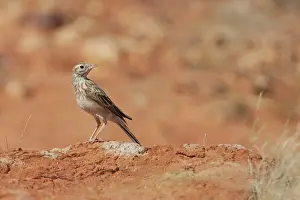 Anthus: Australasian Pipit