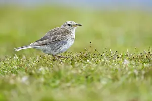 Anthus: Australasian Pipit