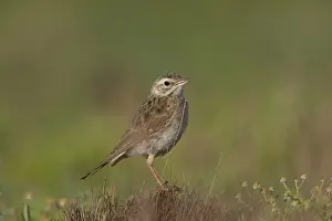 Pipits: Australasian Pipit - 50km north of Ti Tree
