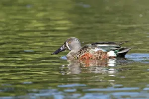 Variegata: Australasian Shoveler