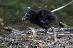 Pukeko: Australasian Swamphen - Pukeko - Standing at the