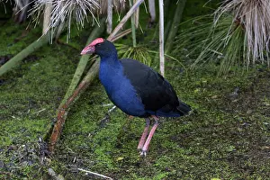 Pukeko: Australasian Swamphen - Pukeko - Standing at the