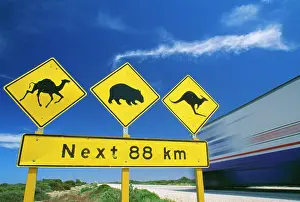 Wombat: Australia