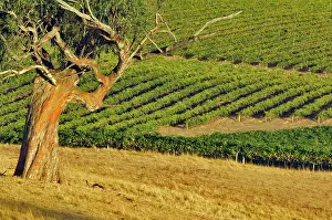 Janis: Australia, Barossa Valley. Mountadam vineyard