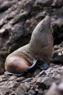 Kelp: Australia, Bass Strait. New Zealand Fur