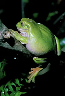 Litoria: Australia. A captive white's tree frog