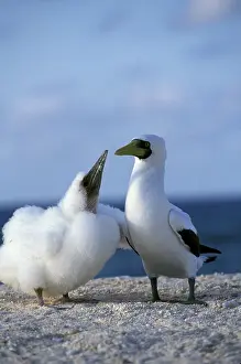 Masked: Australia, Coringa Island preserve. Masked