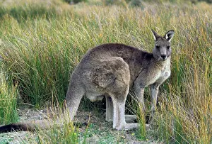 Giganteus: Australia. Eastern gray kangroo, macropus
