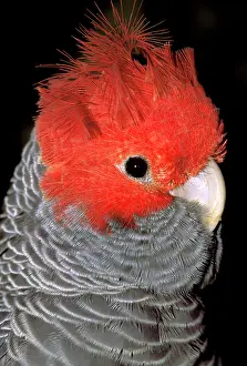 Cockatoo: Australia. Gang gang cockatoo, callocephalon