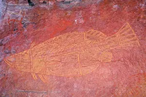 Barramundi: Australia - Kadadu National Park, Ubirr (Obiri