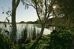 Eucalypt: Australia - Lake Moondarra