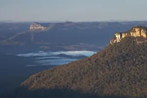 Eucalyptus: Australia, New South Wales, Blue Mountains