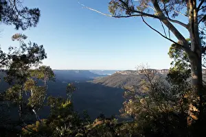 Eucalyptus: Australia, New South Wales, Blue Mountains