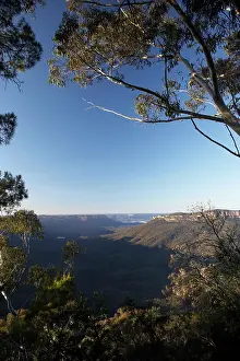 Eucalyptus: Australia, New South Wales, Blue Mountains
