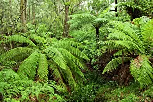 Rainy: Australia, New South Wales, Budderoo National