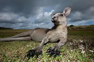 Giganteus: Australia, New South Wales, Murramarang