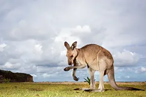 Giganteus: Australia, New South Wales, Murramarang