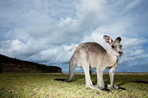 Giganteus: Australia, New South Wales, Murramarang