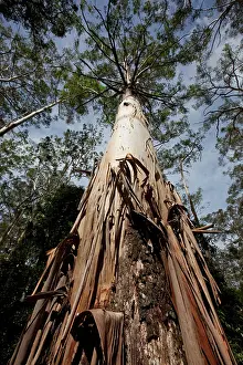 Towering: Australia, New South Wales, Spotted Gum