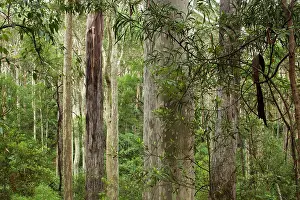 Eucalyptus: Australia, New South Wales, Spotted Gum