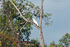 Screech: Australia, No. Territory, Kakadu National