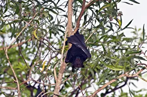 Friel: Australia, No. Territory, Kakadu National