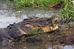 Friel: Australia, No. Territory, Kakadu National