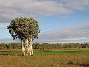 Mary: Australia, No. Territory, Kakadu National