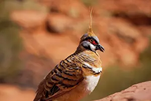 Plumifera: Australia, Northern Territory, Watarrka