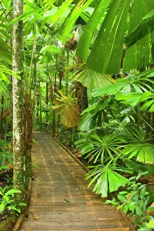 Crosses: Australia - Path in rainforest - a boardwalk crosses