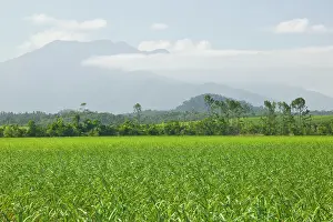 Lancecheck: Australia, Queensland, North Coast, Babinda