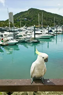 Cockatoo: Australia, Queensland, Whitsunday Coast