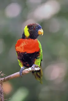 Trichoglossus: Australia. Rainbow Lorikeet (Trichoglossus