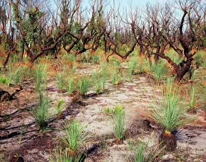 Wildfire: AUSTRALIA - Regeneration after 1994 bush fire
