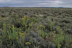 Senecio: Australia - Saltbush and bluebush habitat. Foreground