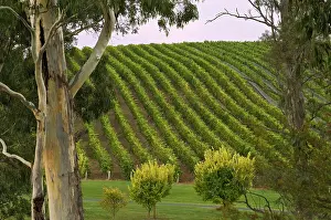 Making: Australia, South Australia, Adelaide Hills