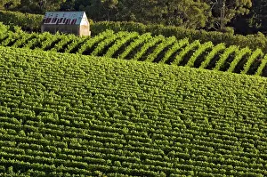 Janis: Australia, South Australia, Adelaide Hills