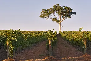 Making: Australia, South Australia, Adelaide Hills