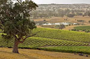 Eucalyptus: Australia, South Australia, Barossa Valley