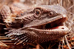 Pogona: Australia, South Australia, Central Bearded