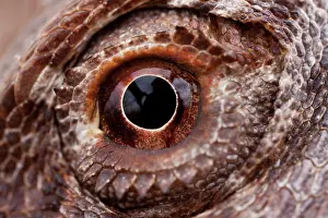Pogona: Australia, South Australia, Close-up of