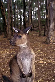 Macropus: Australia, South Australia, Kangaroo Island