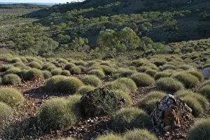 Spinifex: Australia - Spinifex covered hillsides