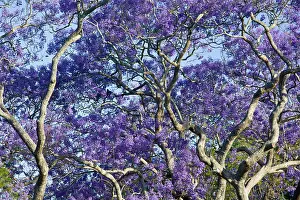 Brisbane: Australia, State of Queensland, Brisbane