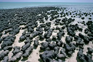 Stromatolite: Australia - Stromatolites, Hamelin pool, Shark bay