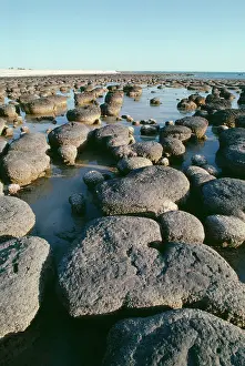 Stromatolite: Australia - Stromatolites, Shark Bay, Hamelin pool